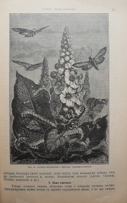 Штандфусс М.Р. Жизнь бабочек, их ловля, воспитание и сохранение. Руководство для собирателей. СПб., [1901].